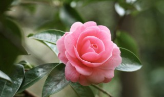 花英语怎么读 花英语怎么读音发音