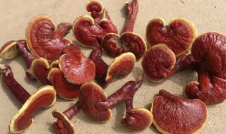 灵芝哺乳期间可以吃吗 灵芝哺乳期间可以吃吗