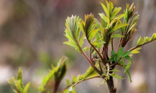 香椿树籽怎么种（香椿树籽怎么种植方法）