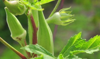 冰草如何种植（冰草如何种植视频）