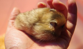 金丝熊的智商几岁 金丝熊的智商几岁聪明