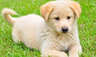 狗的耳朵像什么 狗的耳朵像什么形状