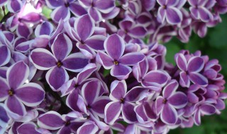 丁香花适合庭院种植吗（丁香花适合庭院种植吗视频）