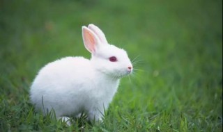 兔子的尿为什么搽不干净 兔子的尿用什么能扫干净