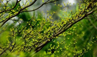 春课文（春课文朱自清原文）