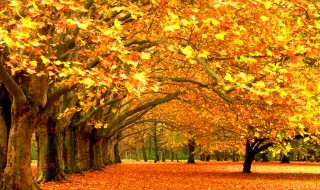 美丽的秋天怎么写 美丽的秋天怎么写话
