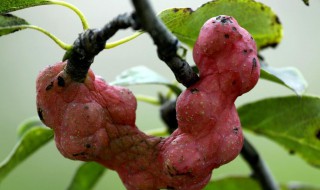 玉兰果有什么用处（玉兰花的果实有什么用）