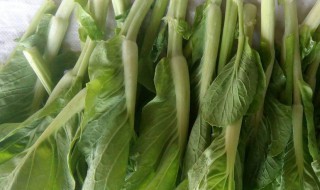 白菜薹的营养价值（青菜薹的功效）