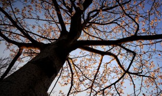 枣树笼了是什么意思（什么的枣树上挂满了什么的枣儿）