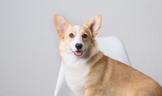 狂犬病潜伏期多长时间 狂犬病潜伏期多长时间?