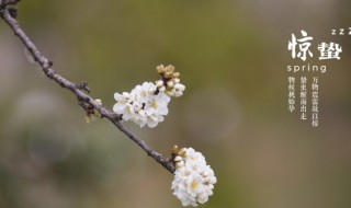 惊蛰是什么意思含义（惊蛰是什么意思含义蚂蚁森林）