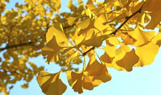 公孙树是什么意思（公孙树是啥）