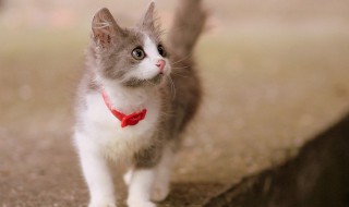 香猫是什么意思 灵猫香是什么