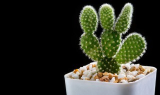 仙人掌果果汁的做法（仙人掌果果汁的做法大全）