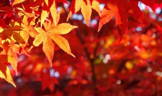 关于秋天的比喻句 关于秋天的比喻句和拟人句