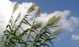 芦花飞时是什么季节（芦花飞时是什么时候）