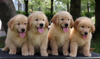 金毛犬的优点和缺点（金毛犬的优点和缺点图片）