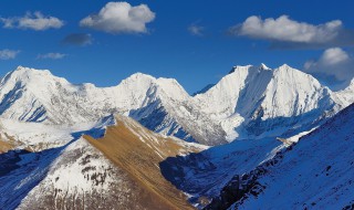 雪山上有什么植物 雪山上有什么植物可以吃