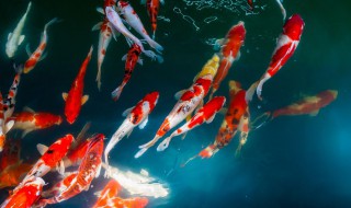 怎么阻止锦鲤咬别的鱼（怎么阻止锦鲤咬别的鱼尾巴）