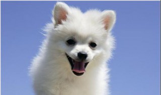 续写小狗学叫的结局（续写小狗学叫的结局150字）