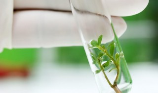 用于植物组织培养的植物材料称为 用于植物组织培养的植物材料和条件是