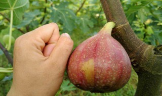 无花果怎么样保鲜 无花果怎样保鲜?