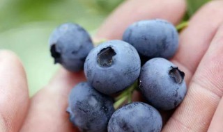 蓝莓太酸如何变甜 蓝莓太酸了怎么样才能变甜一点