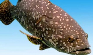 龙趸的营养价值 龙趸的功效