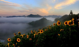 向日葵靠什么传播种子（向日葵靠什么传播种子应该是）