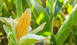 玉米的拼音怎么写（梳子的拼音怎么写）