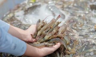 黑壳虾繁殖速度 黑壳虾繁殖速度有多快