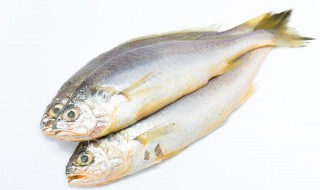 烩青鱼鲜肚的做法（三鲜烩鱼肚的做法）