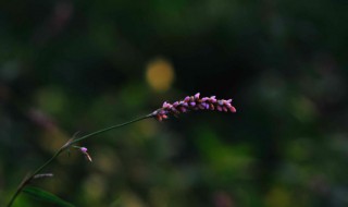 荭怎么读音 莼怎么读音