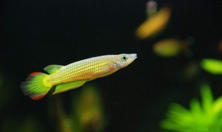 鳉怎么读 鳉怎么读音是什么