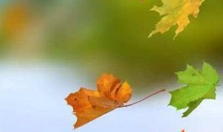 树高千丈叶落归根为什么?(树高千丈落叶归根还是树高百尺落叶归根)