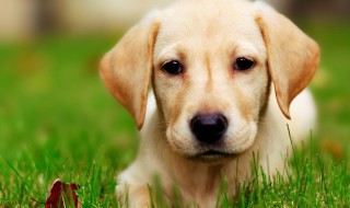 拉布拉多可以训练打猎吗?（怎样训练拉布拉多打猎）