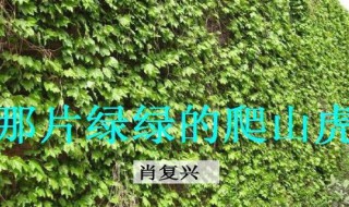 那片绿绿的爬山虎课文 那片绿绿的爬山虎课文笔记