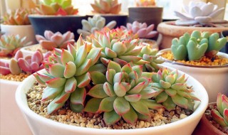 多肉生根粉的使用方法 多肉用生根粉的使用方法