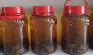 雄蚕蛾酒的功效与作用 雄蚕蛾酒的功效与作用及禁忌