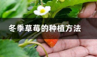 冬季草莓怎么种植管理（冬季草莓种植技术与管理）