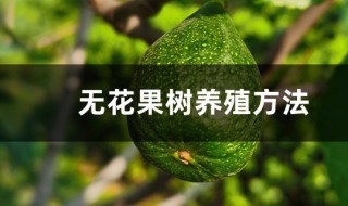 无花果怎么种植?（无花果怎样栽培种植）