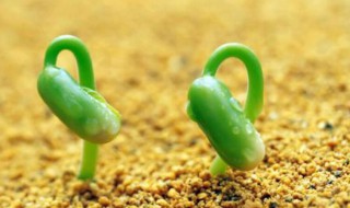 种子萌发的环境条件（种子萌发的环境条件实验图片）