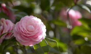 家庭的茶花养殖方法（茶花的养殖方法?）