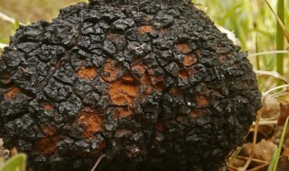 桦树茸有什么功效与作用 桦树茸有什么功效与作用及禁忌