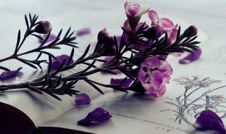 三校高职是什么意思(职高3+3是什么意思)