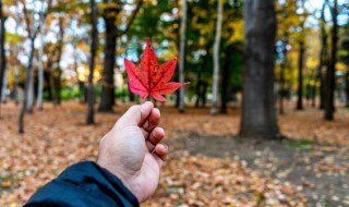 秋季应该吃什么（秋季应该吃什么水果最好）