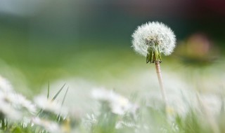 蒲公英一句话语录 蒲公英一句话语录怎么写