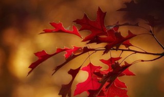 寒秋是什么意思 烟尘锁寒秋是什么意思