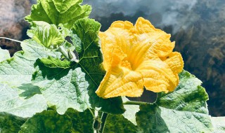 南瓜花的功效与作用（南瓜花的功效与作用及禁忌）