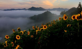 生葵花籽能吃吗 生葵花籽能吃吗有毒吗